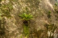 Bromeliad growing on a rock