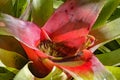 Bromeliad leaves native to the Brazilian Atlantic Forest Royalty Free Stock Photo