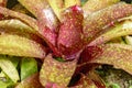 Bromeliad leaves native to the Brazilian Atlantic Forest Royalty Free Stock Photo