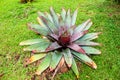 Bromeliad