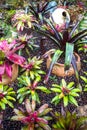 Bromeliad at Mae Fah Luang Garden,Thailand