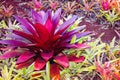 Bromeliad Neoregelia