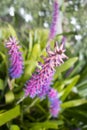 Pink purple Aechmea gamosepala