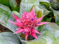 Bromeliad pink flower