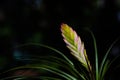 Bromeliad pink quill flower