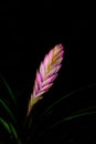 Bromeliad pink quill flower