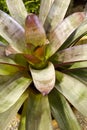 Bromeliad plant Royalty Free Stock Photo