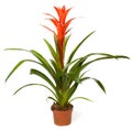 Bromeliad plant Royalty Free Stock Photo