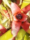 Bromeliad Plant