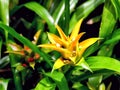 Bromeliad plant Canistropsis billbergioides
