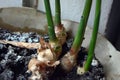 Domestic unusual plants, flowers in a golden, plastic pot. Real ginger root growing at home. Royalty Free Stock Photo