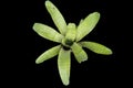 Bromeliad plant: Neoregelia ampullacea, a species in the genus Neoregelia