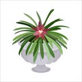 Bromeliad plant in the pot, isolated vector illustration Royalty Free Stock Photo