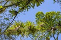 Bromeliad planted on the tree. Tree for garden decoration. Detail of tree top, with bromeliads growing in its trunk.