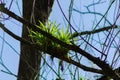 Bromeliad plants over a tree branch, tropical plant Royalty Free Stock Photo