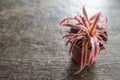 Bromeliad in pot on table Royalty Free Stock Photo