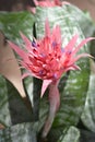 Bromeliad Primera