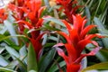 Bromeliad red flower