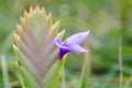 Bromeliad (Tillandsia)