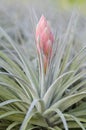 Bromeliad (Tillandsia)