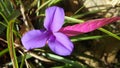 Bromeliad Tillandsia cyanea, evergreen bromeliad common name pink quill