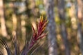 Bromeliad Tillandsia flowers bloom on the side of a cypress tree