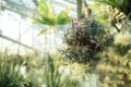 Bromeliad tillandsia with pink blossoms