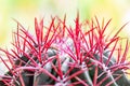 Bromeliad tillandsia