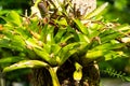 Bromeliad tree Aechmea fasciata, Guzmania, Urn Plant clinging on the tree, Abstract graphic design