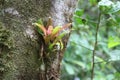Bromeliad on a tree Royalty Free Stock Photo