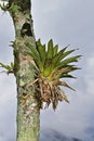 Bromeliad on tree in Teresopolis