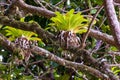 Bromeliad tree trunk from Brazilian rainforest Royalty Free Stock Photo