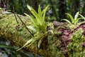 Bromeliad tree trunk from Brazilian rainforest its natural habitat Royalty Free Stock Photo