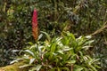 Bromeliad tree trunk with red flower from Brazilian rainforest Royalty Free Stock Photo