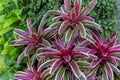 Bromeliad in various color in garden at sunny summer or spring day for postcard beauty decoration and agriculture design