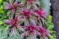 Bromeliad in various color in garden at sunny summer or spring day for postcard beauty decoration and agriculture design