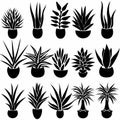 Bromeliad (Bromeliaceae genera) Pot Plant Icon Set, Bromeliaceae genera Plant Flat Design Royalty Free Stock Photo