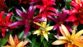 Bromeliads