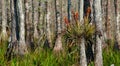 Bromeliads In A Cypress Forest