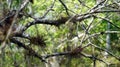 Bromeliads on Cyprus tree branches.