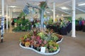 Bromeliads on display at an exotic plant show