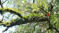 Bromeliads and epiphytes on a tree