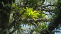 Bromeliads and epiphytes on a tree