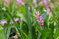 Bromeliads flower