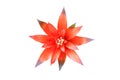 Bromeliads flower red beautiful natural isolated on white background and clipping path Scientific name Guzmania ligulata Royalty Free Stock Photo