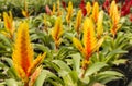 Bromeliads flower