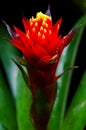 bromeliads flowers Royalty Free Stock Photo