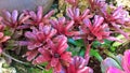 The Bromeliads in a garden