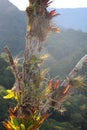 Bromeliads growing on a tree in the cloud forest jungle