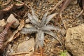 Dyckia avalanche is bromeliads sharing that group`s characteristic rosette shape. Royalty Free Stock Photo